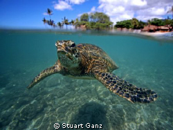 Another beautiful day to be a turtle in Hawaii. by Stuart Ganz 